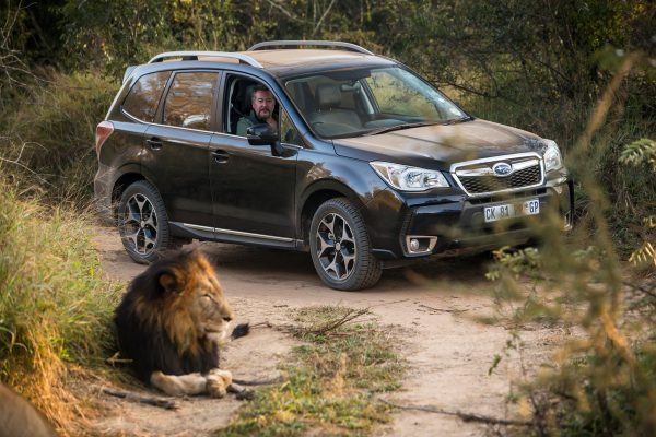 South-Africa-Epic-Drive-Subaru-Forester-lion-sighting[1]